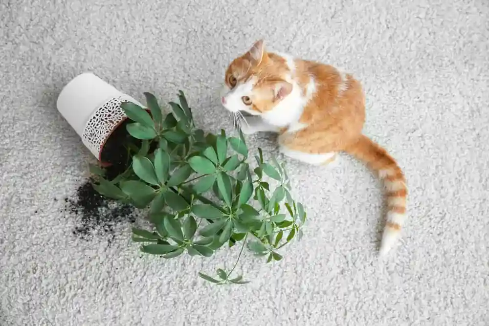 уборка за кошкой